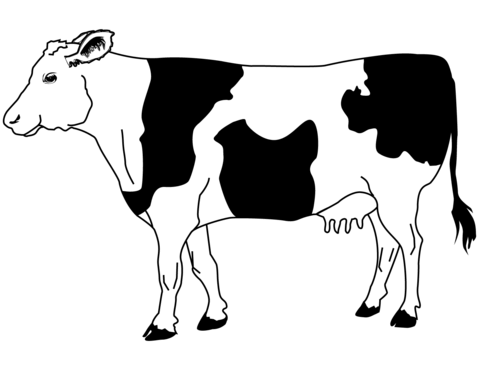 Black And Wite Cow Coloring Page